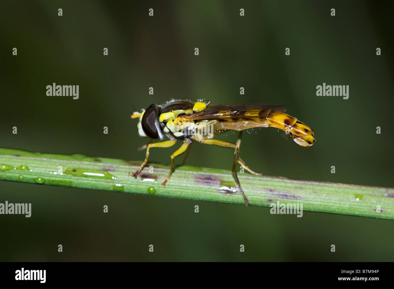 Hover fly Sphaerophoria scripta Foto Stock