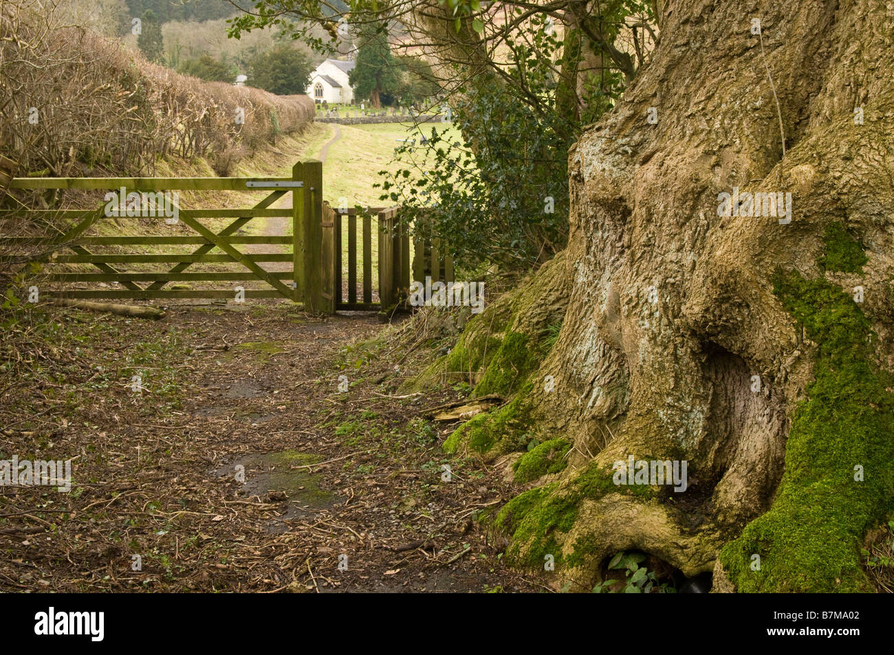 Percorso lungo il Talley Ash Tree che conduce alla Chiesa di Talley nella Valle di Cothi Carmarthenshire Foto Stock