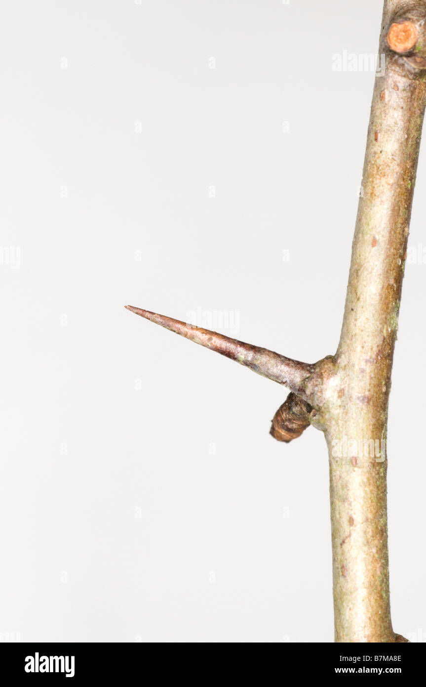 Spine su un biancospino (Crataegus) gambo Foto Stock