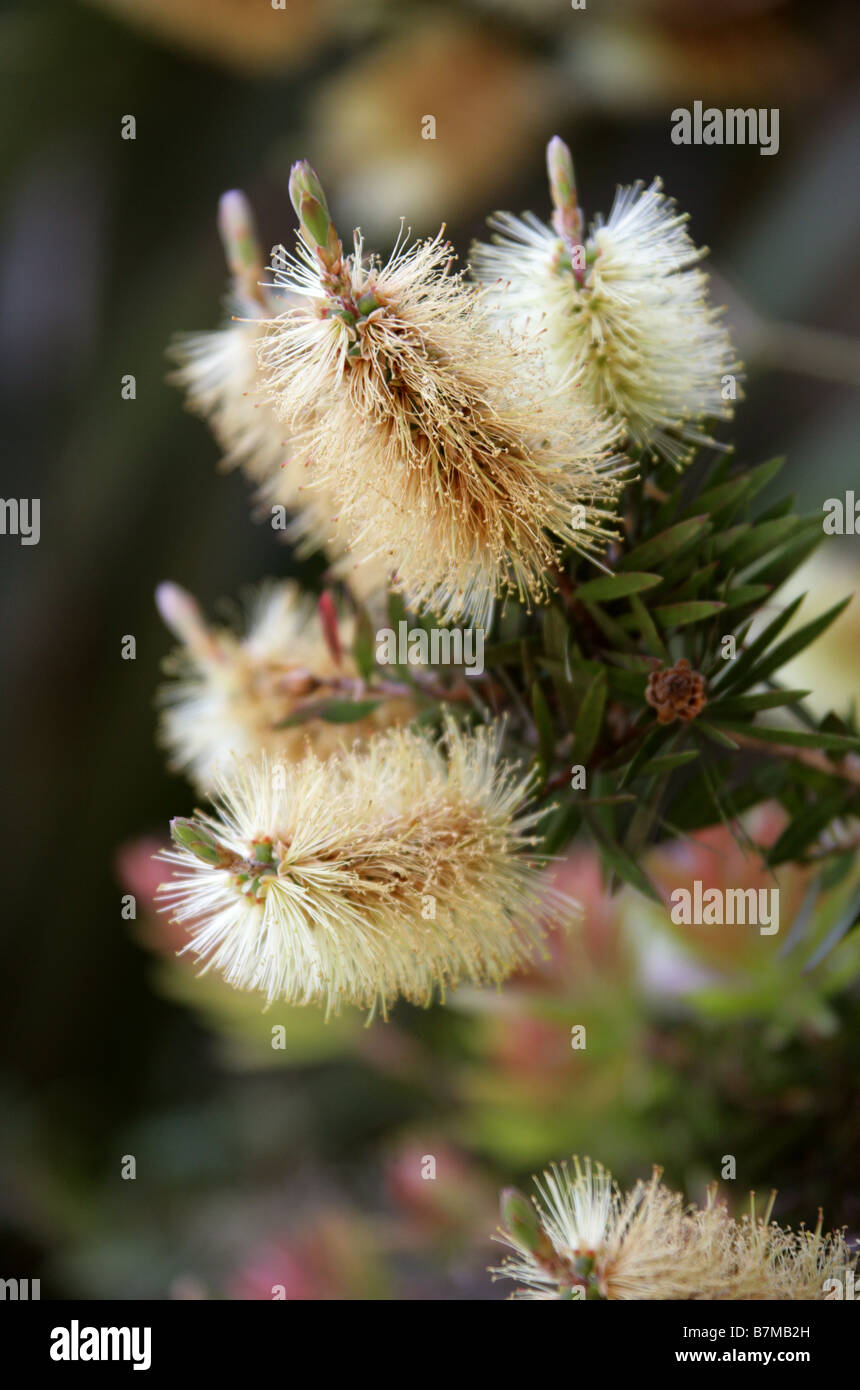 Bianco o Willow scovolino da bottiglia, Callistemon salignus, Myrtaceae, Sud Est Australia Foto Stock