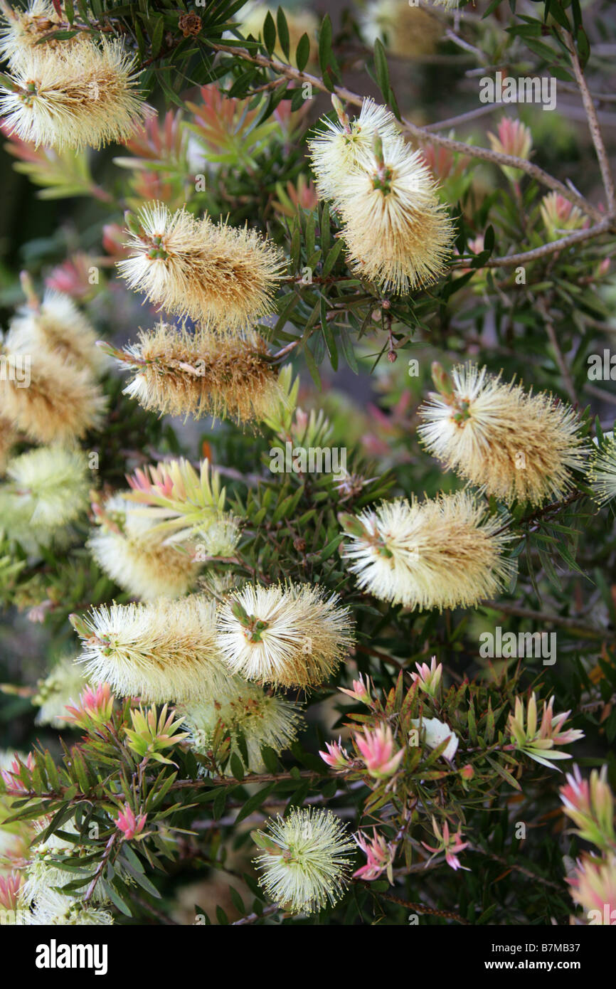 Bianco o Willow scovolino da bottiglia, Callistemon salignus, Myrtaceae, Sud Est Australia Foto Stock
