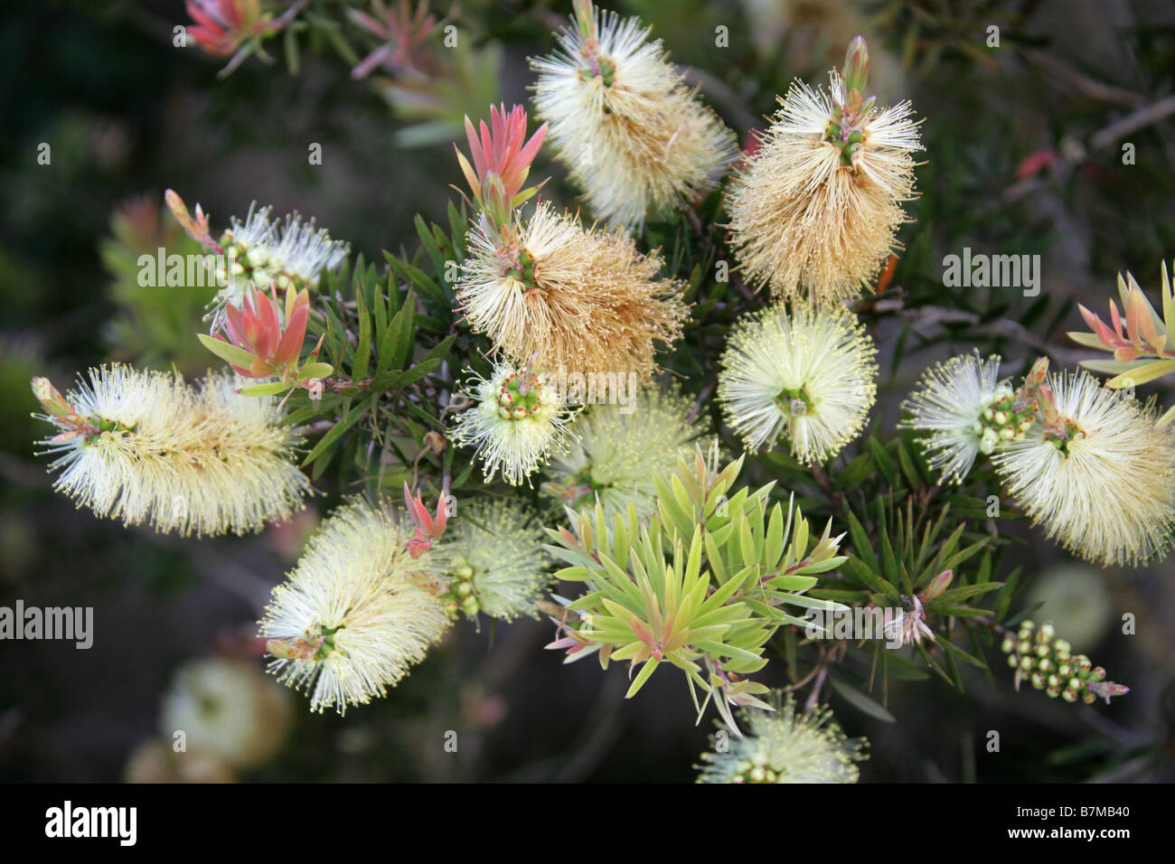 Bianco o Willow scovolino da bottiglia, Callistemon salignus, Myrtaceae, Sud Est Australia Foto Stock