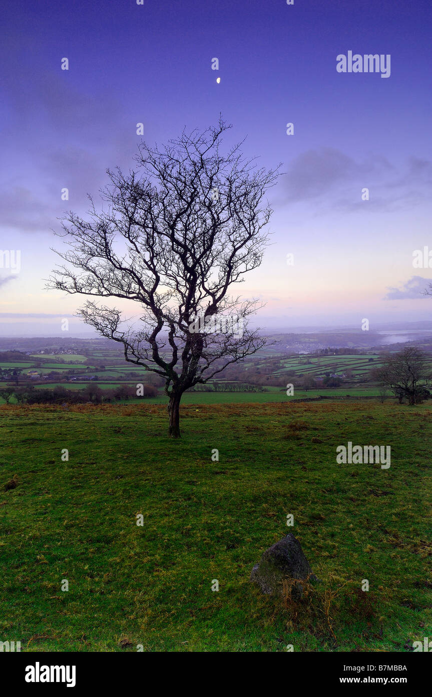 Un unico albero con una favola lilla sul cielo Walkhampton comune sul Parco Nazionale di Dartmoor Foto Stock