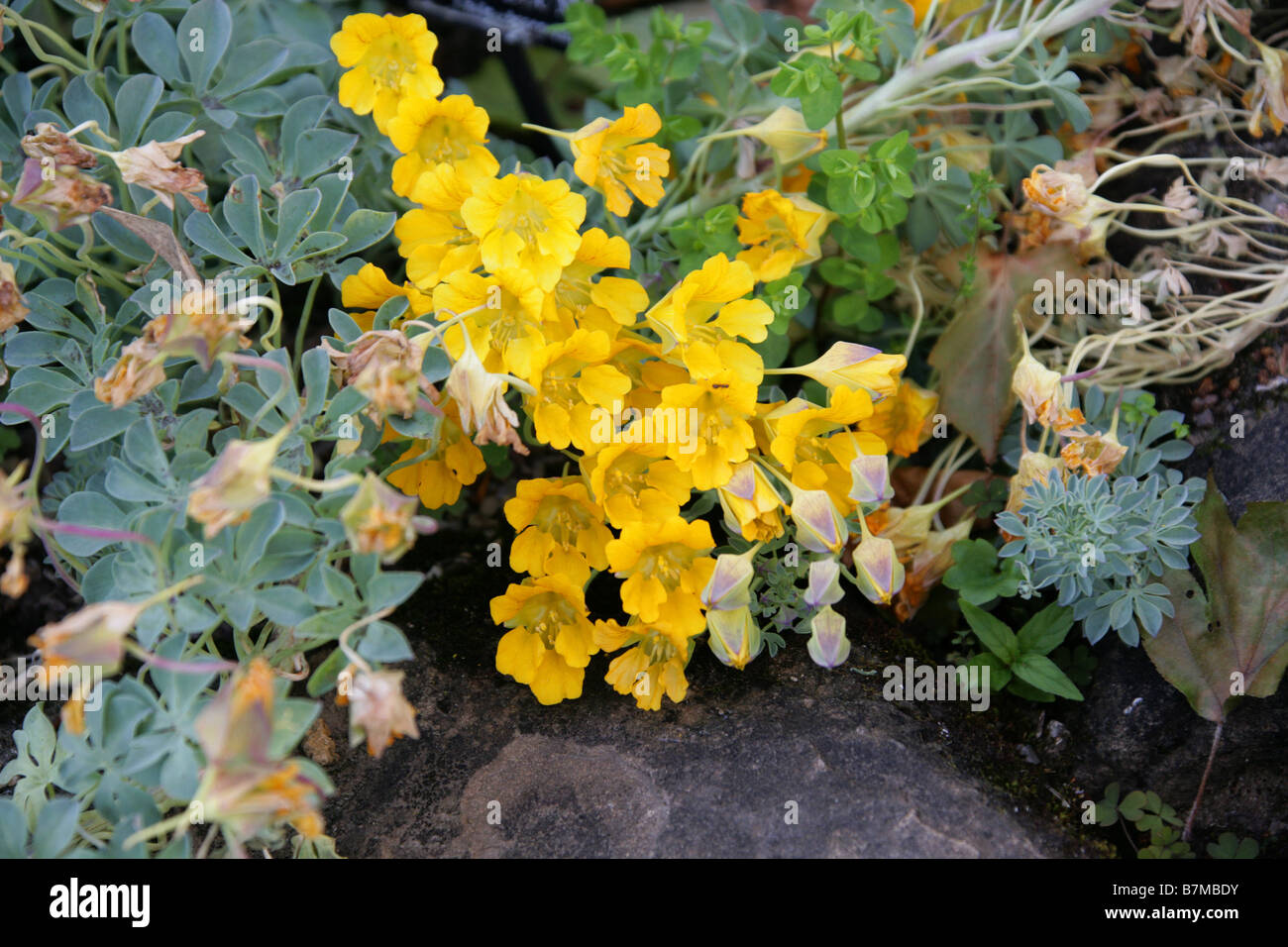 Ghirlanda, Nasturtium Nasturtium andina o Soldadillo Grande de Cordillera, Tropaeolum polyphyllum, Tropaeolaceae, Cile Foto Stock