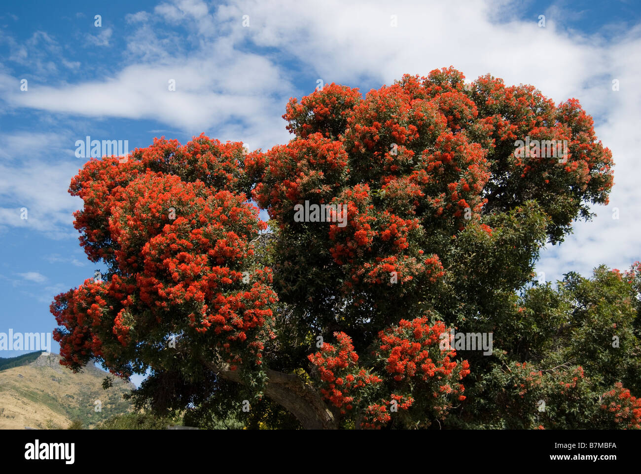 Albero gigante di Pohutukawa (Metrosideros excelsa), Akaroa, Penisola di Banks, Canterbury, nuova Zelanda Foto Stock