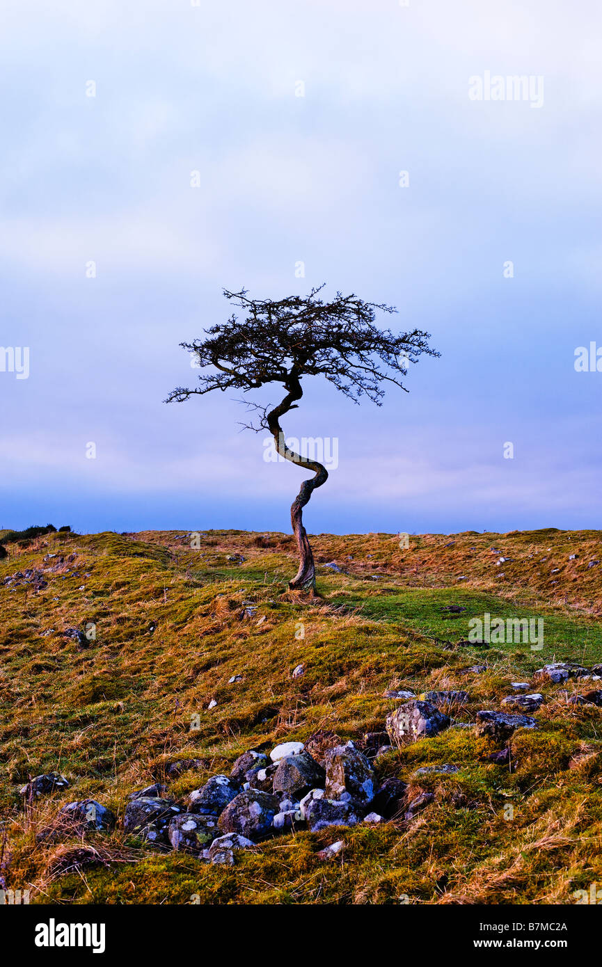 Crooked tree sul vallo di Adriano sentiero Foto Stock