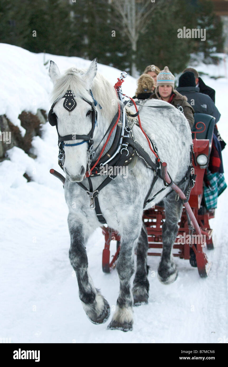 Slitta trainata da cavalli ride Whistler della Columbia britannica in Canada Foto Stock