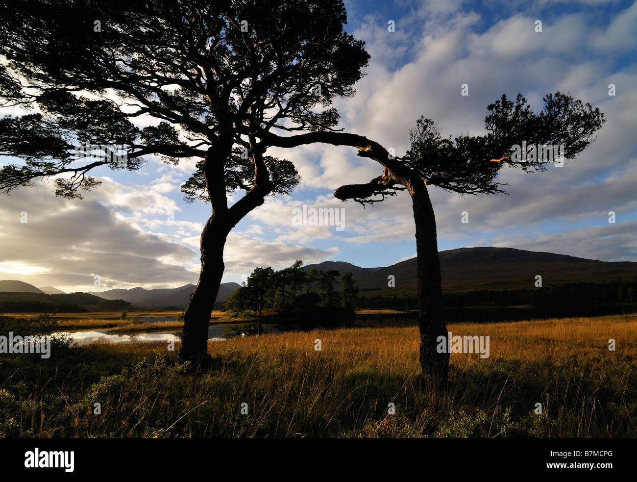 Stagliano alberi di pino e colline attorno a Loch Tulla Rannoch Moor Highlands scozzesi UK Foto Stock