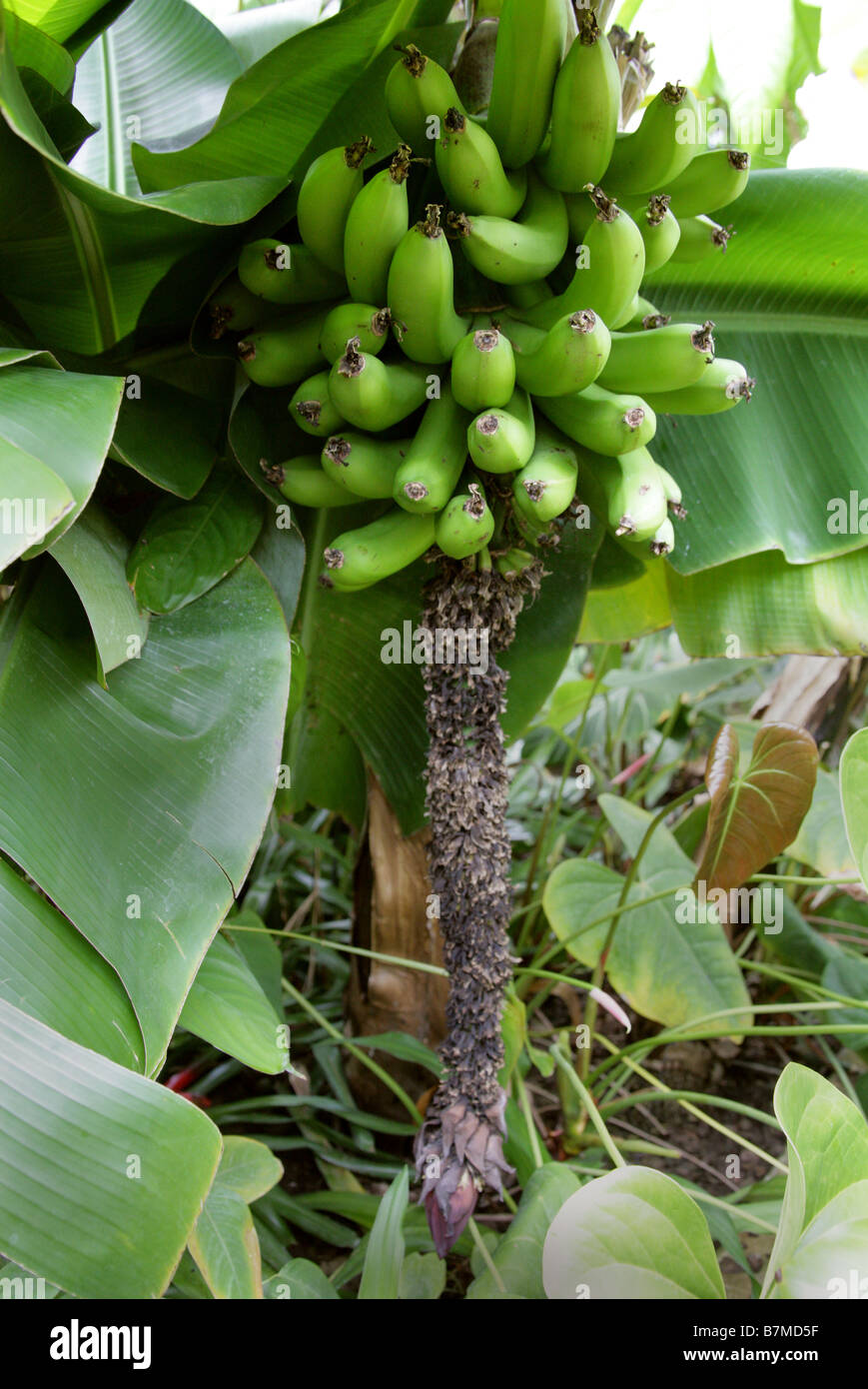 Banana frutta, Musa acuminata, Musaceae, Sud Est Asiatico, North Queensland Foto Stock