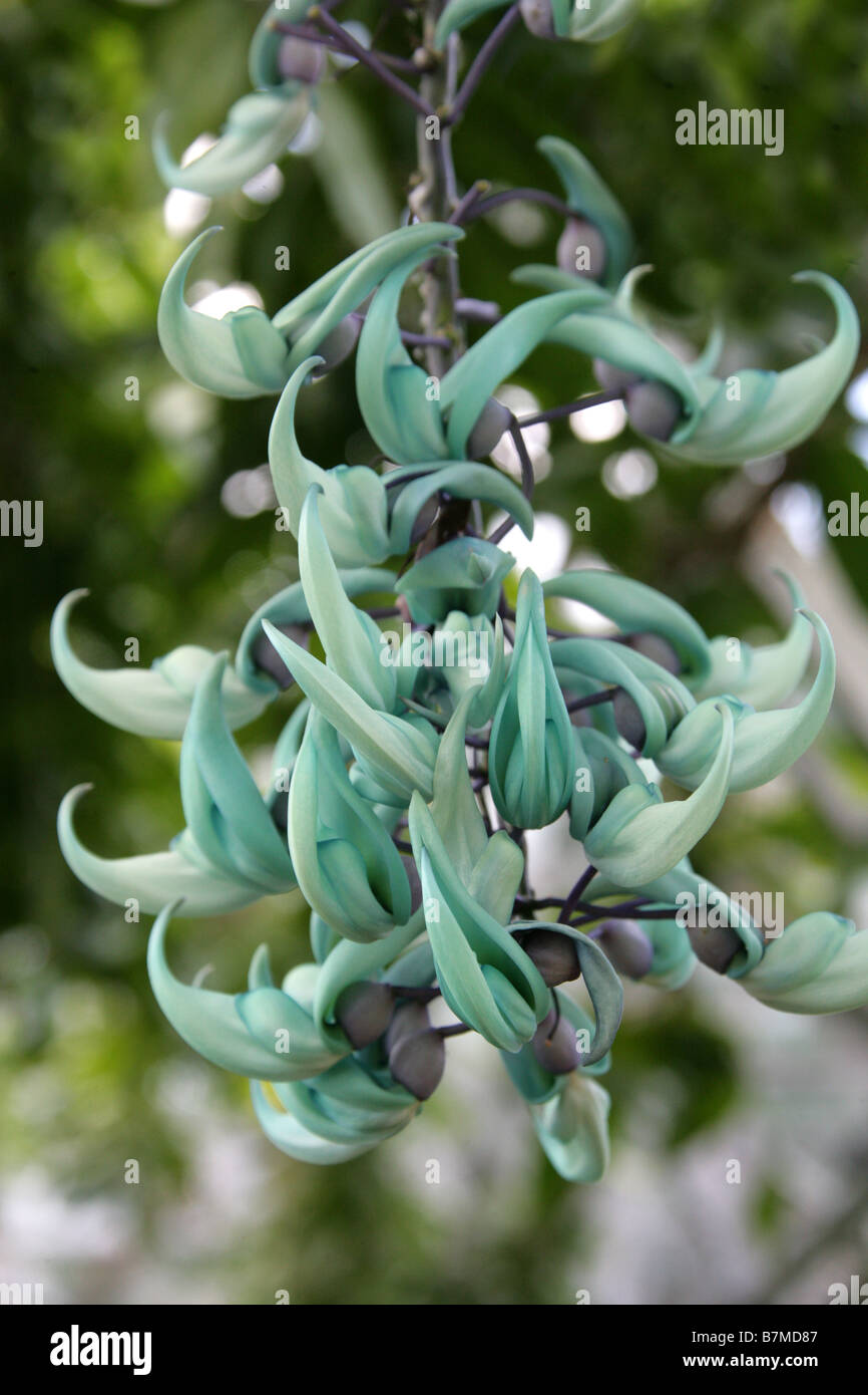 Il Jade Vine Strongylodon macrobotrys, Fabaceae, Filippine, Sud-est asiatico Foto Stock