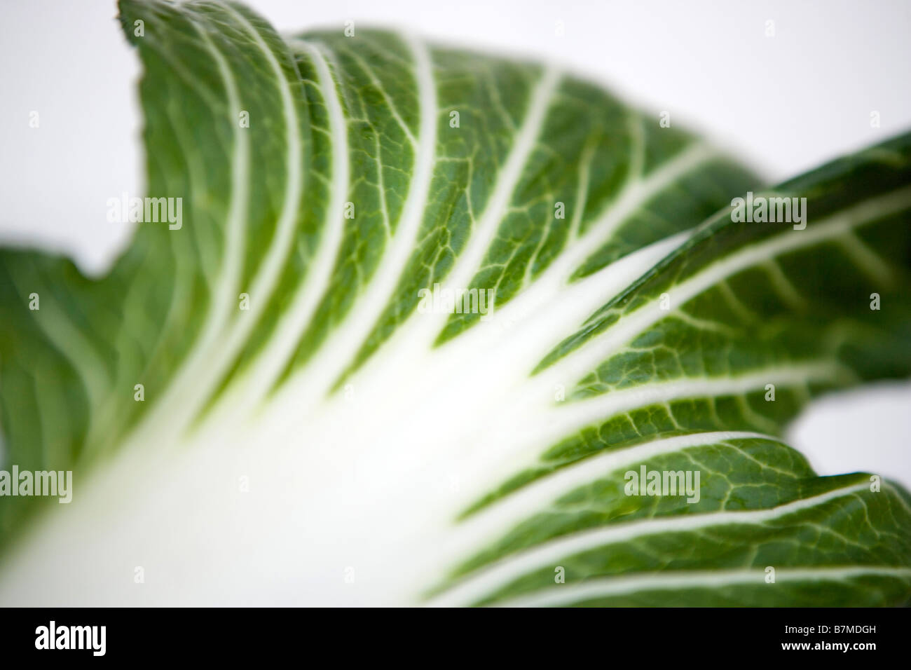 Una foglia di fresco bok choi bok choi cavolo cinese Foto Stock