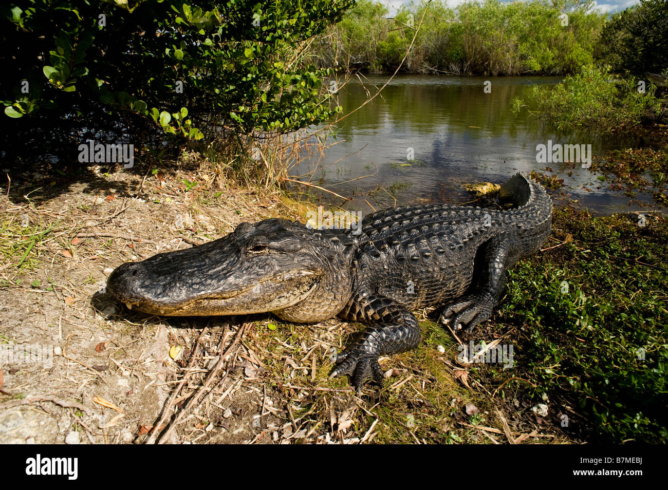 American Alligator Alligator mississippiensis crogiolarsi al sole nel parco nazionale delle Everglades Florida Foto Stock