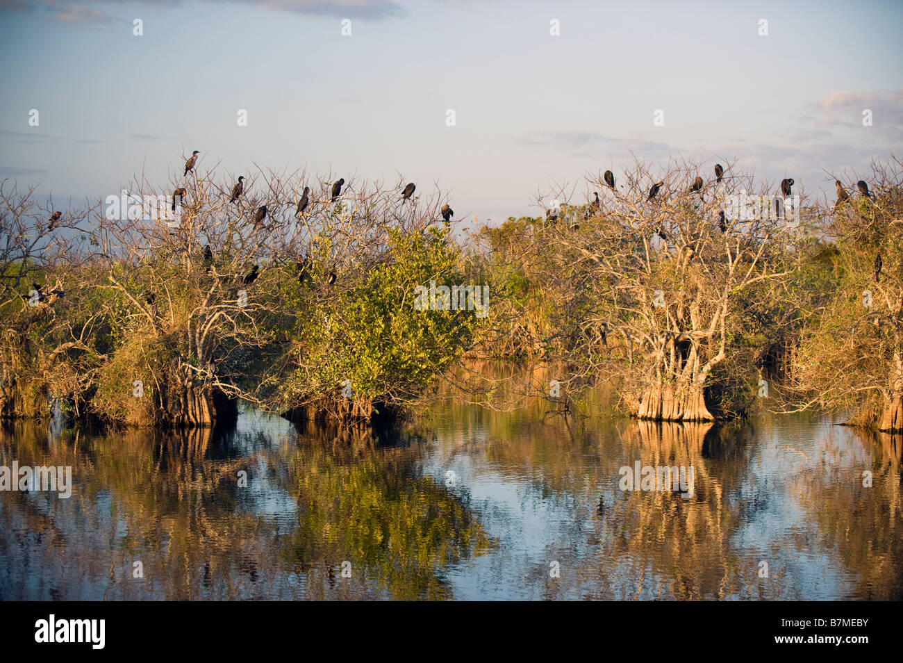Anhinga e cormorano rookery in Everglades National Park Florida Foto Stock