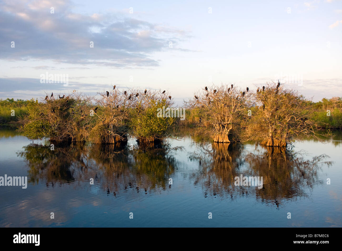Anhinga e cormorano rookery o area di nidificazione in Everglades National Park Florida Foto Stock