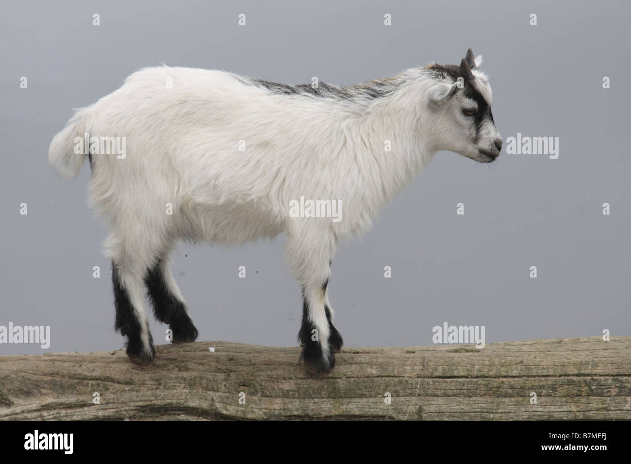 una giovane capra Foto Stock