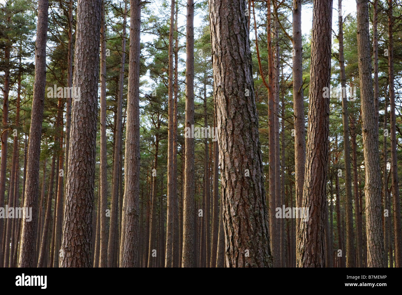 Foresta di Pini tronchi di alberi in Scozia Foto Stock