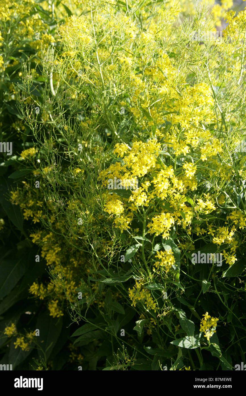 Sisymbrium luteum syn Hesperis lutea, Brassicaceae, Giappone, Corea e la Manciuria Foto Stock