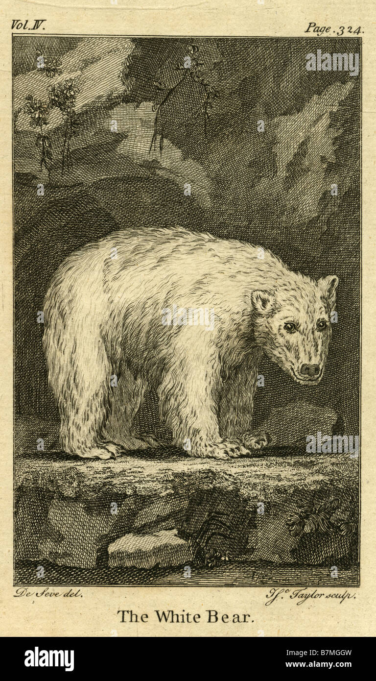 Circa 1770s incisione di 'L'orso bianco' o orso polare (Ursus maritimus). Foto Stock