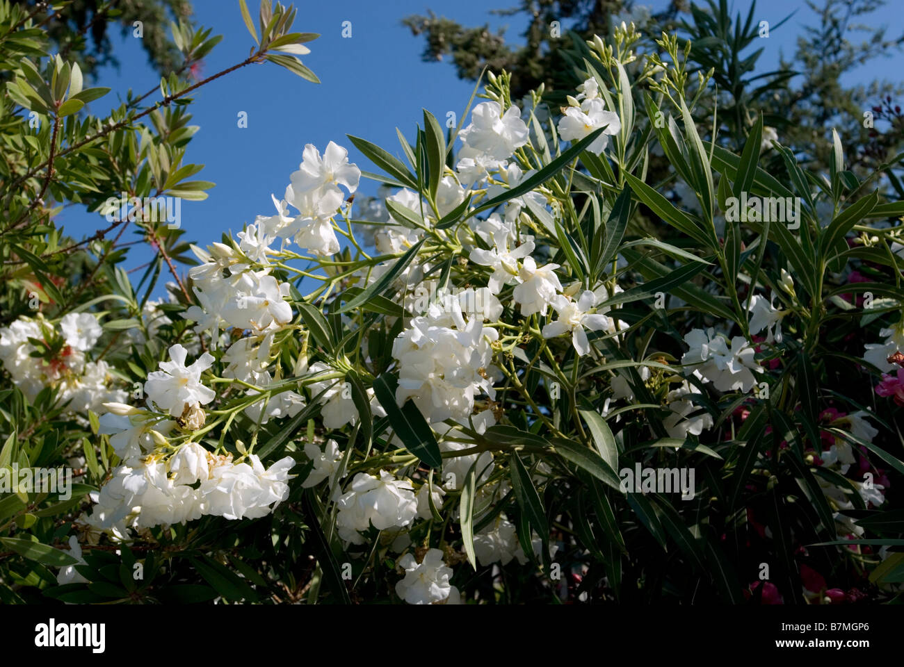 Oleandro bianco fiori contro il cielo blu Foto Stock