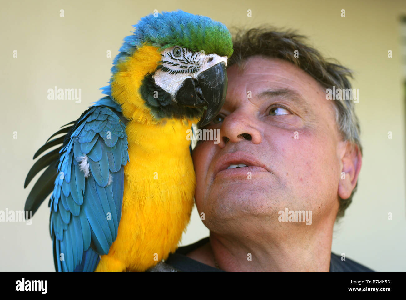 Un uomo con un macaw sulla sua spalla Byron Bay uomo Dave Henderson con 18 anni di Alex e splendidamente colorata Sud Americana Maca Foto Stock