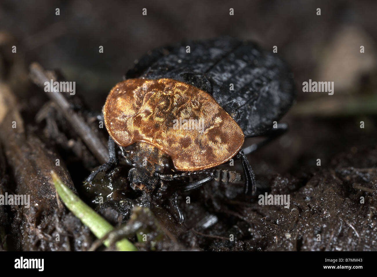 Petto rosso carrion beetle, Oieceoptoma Thoracicum, Crowle Moor riserva naturale, ordine Coleoptera Foto Stock