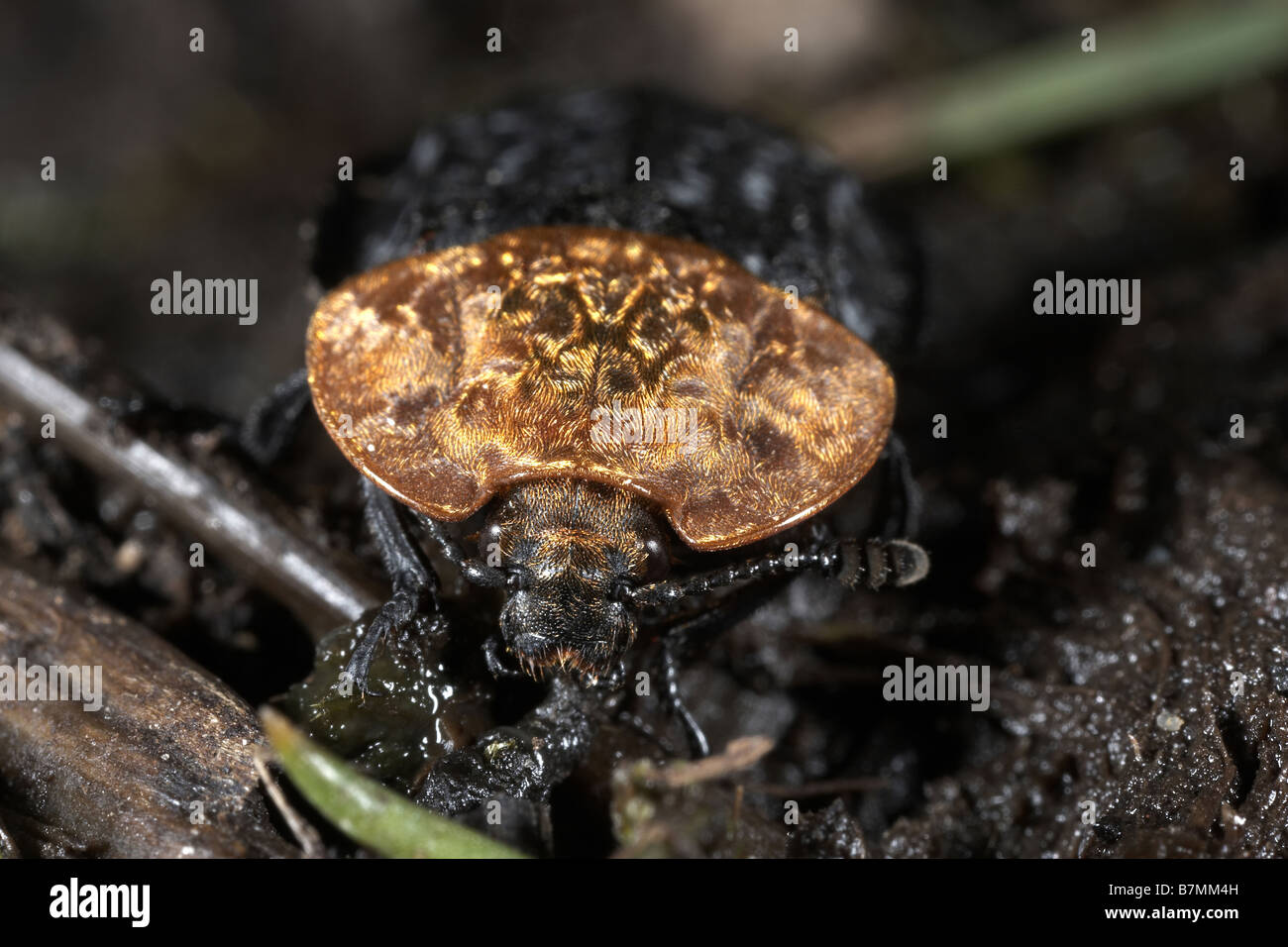 Petto rosso carrion beetle, Oieceoptoma Thoracicum, Crowle Moor riserva naturale, ordine Coleoptera Foto Stock