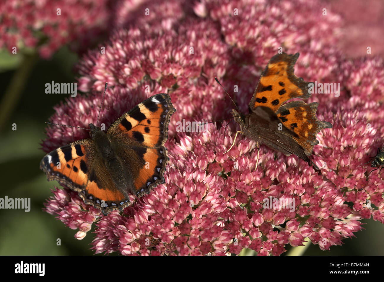 Tartaruga Nymphalis polychloros e virgola Polygonia c album di alimentazione a farfalla sul fiore Sedum Foto Stock