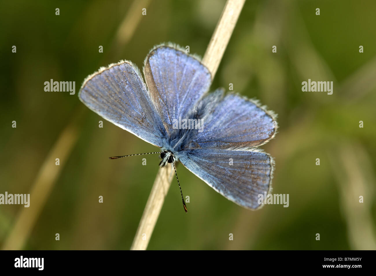Comune di blue butterfly Polyommatus icarus Pulfin Bog riserva naturale East Yorkshire Regno Unito Foto Stock
