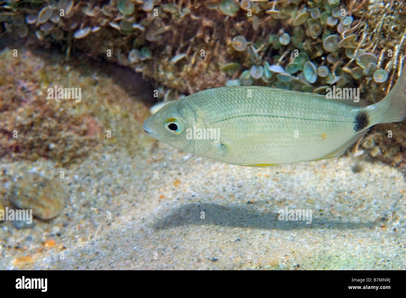 Gilthhead anulare Foto Stock