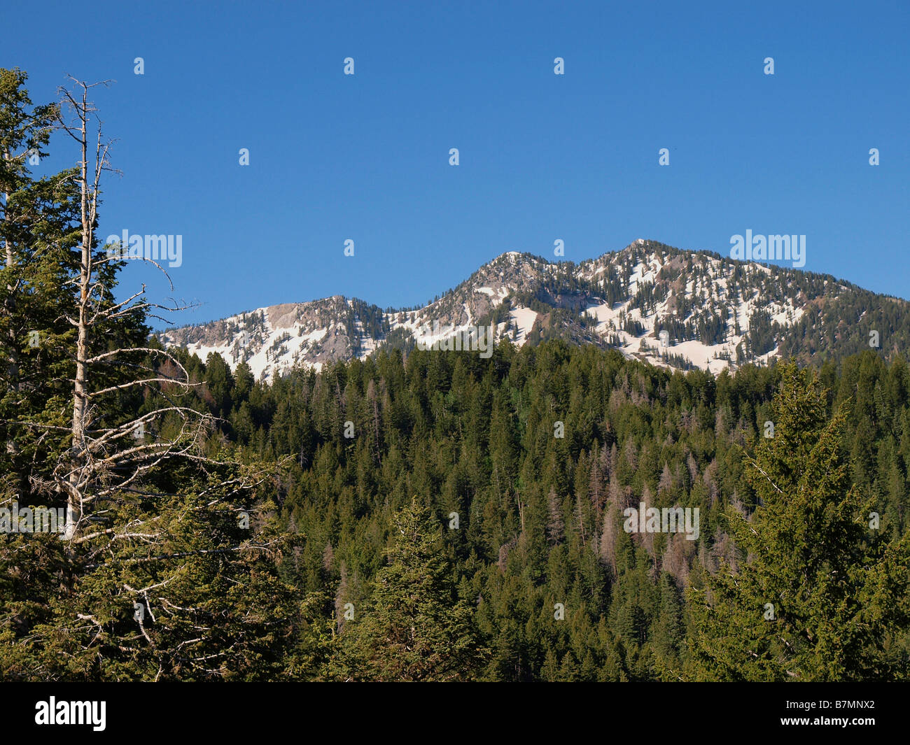 Scena da al Millcreek Canyon sentiero escursionistico al di sopra di Salt Lake City, Utah. Foto Stock