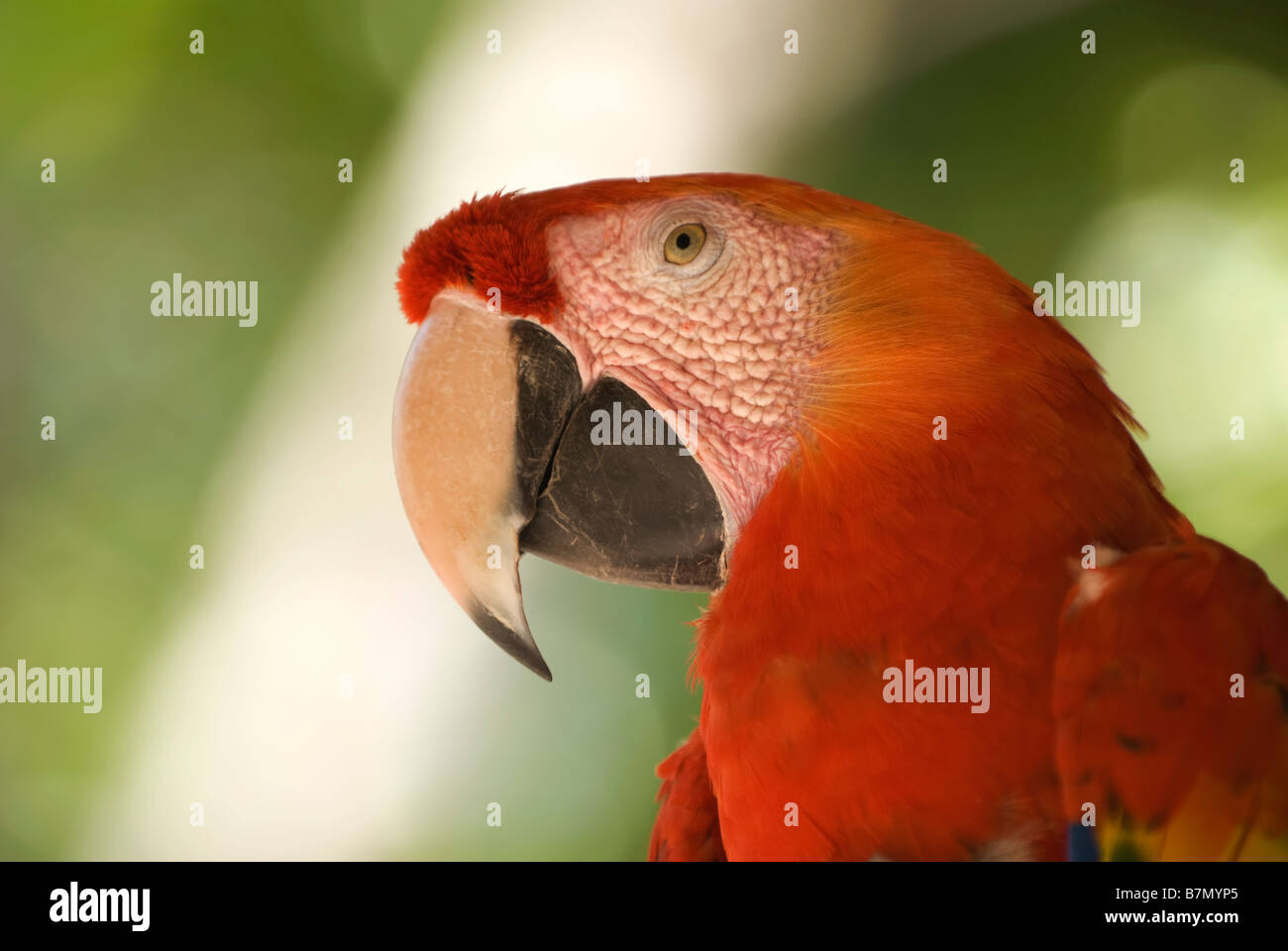 Honduras, Copan, Macaw Mountain Bird Park. Scarlet Macaw (Ara macao). Foto Stock