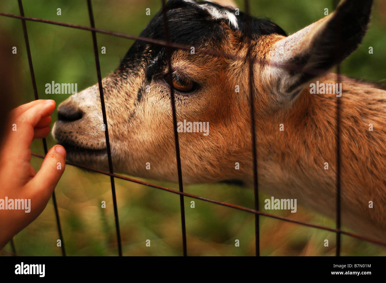 Un bambino piccolo la mano petting una capra in una fattoria. Foto Stock