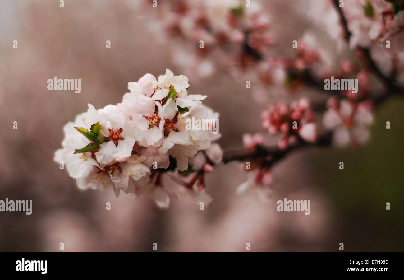 Fiore di primavera fiorisce in ciliegio. Foto Stock