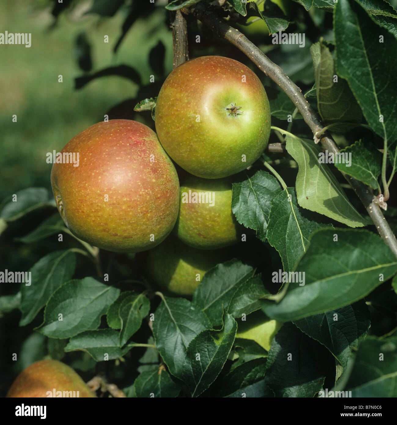 Mature di Coxs maturo frutta apple sull'albero Oxfordshire Foto Stock