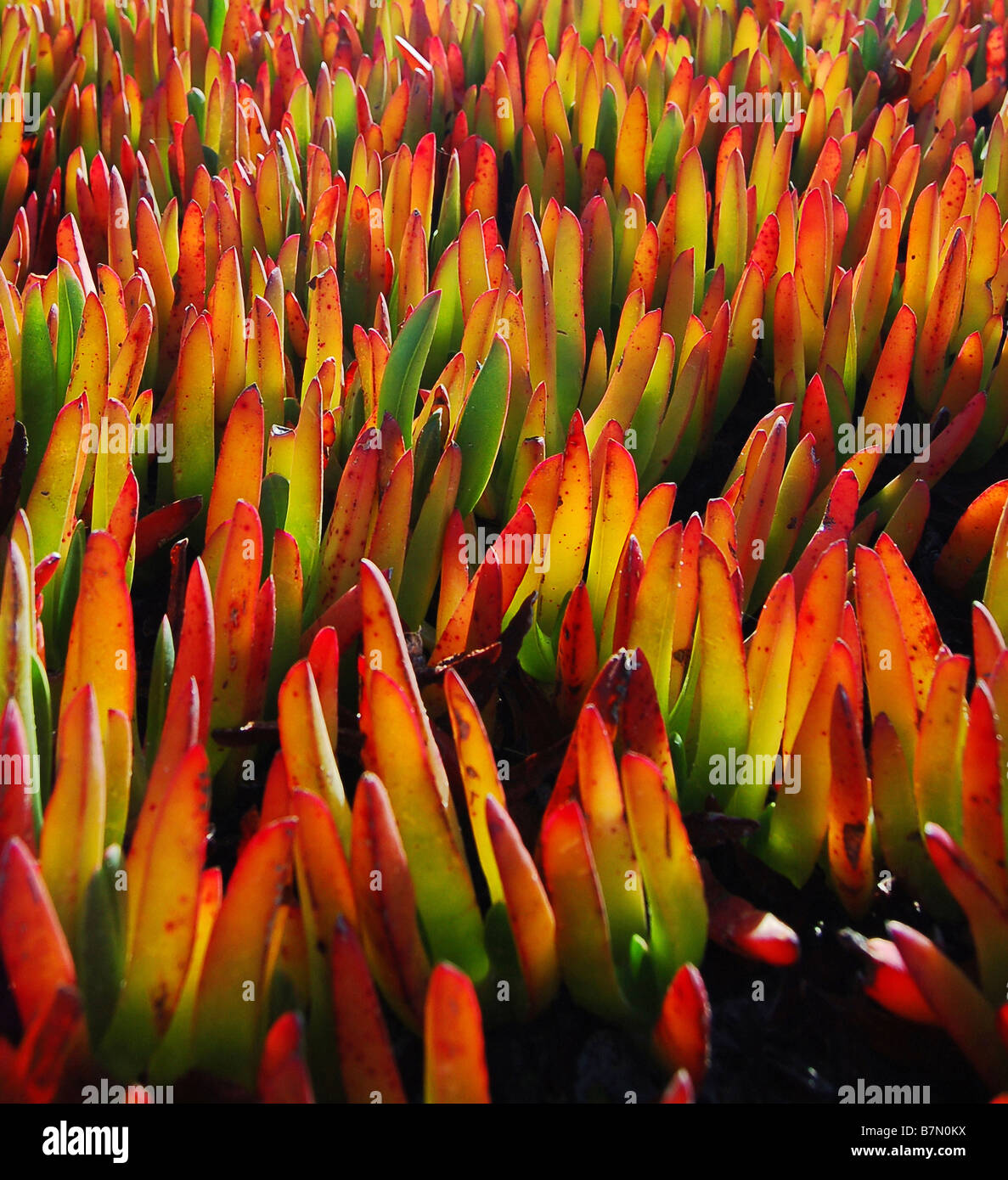 Colorate piante tropicali. Foto Stock
