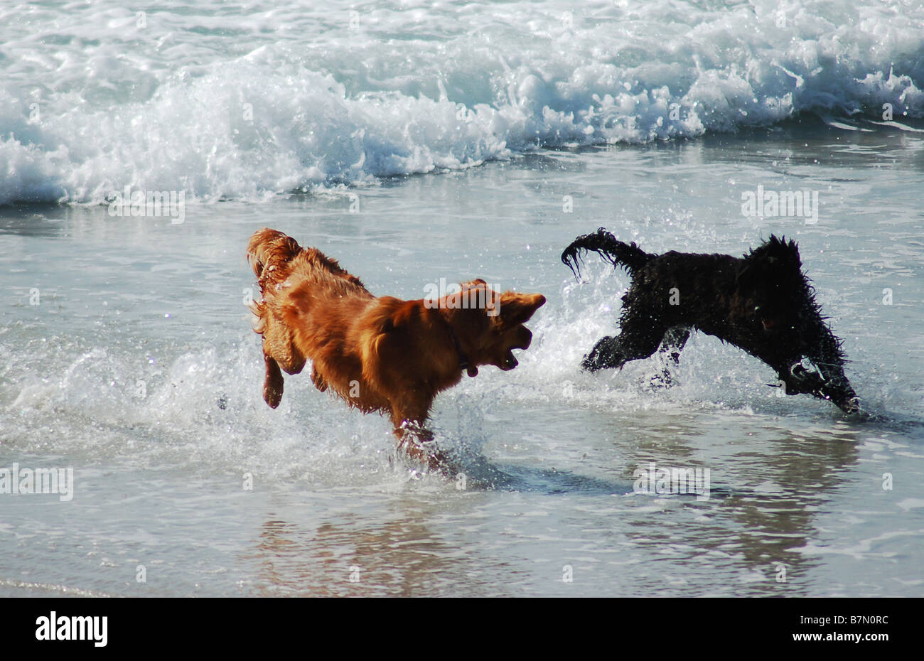 Due cani giocando sulla spiaggia. Foto Stock