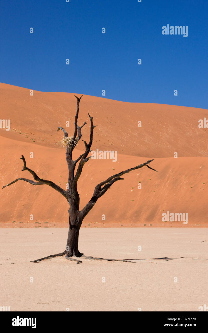 Essiccato Tree con Bird's Nest e Duna Rossa a Dead Vlei, Sossusvlei, Namibia Foto Stock