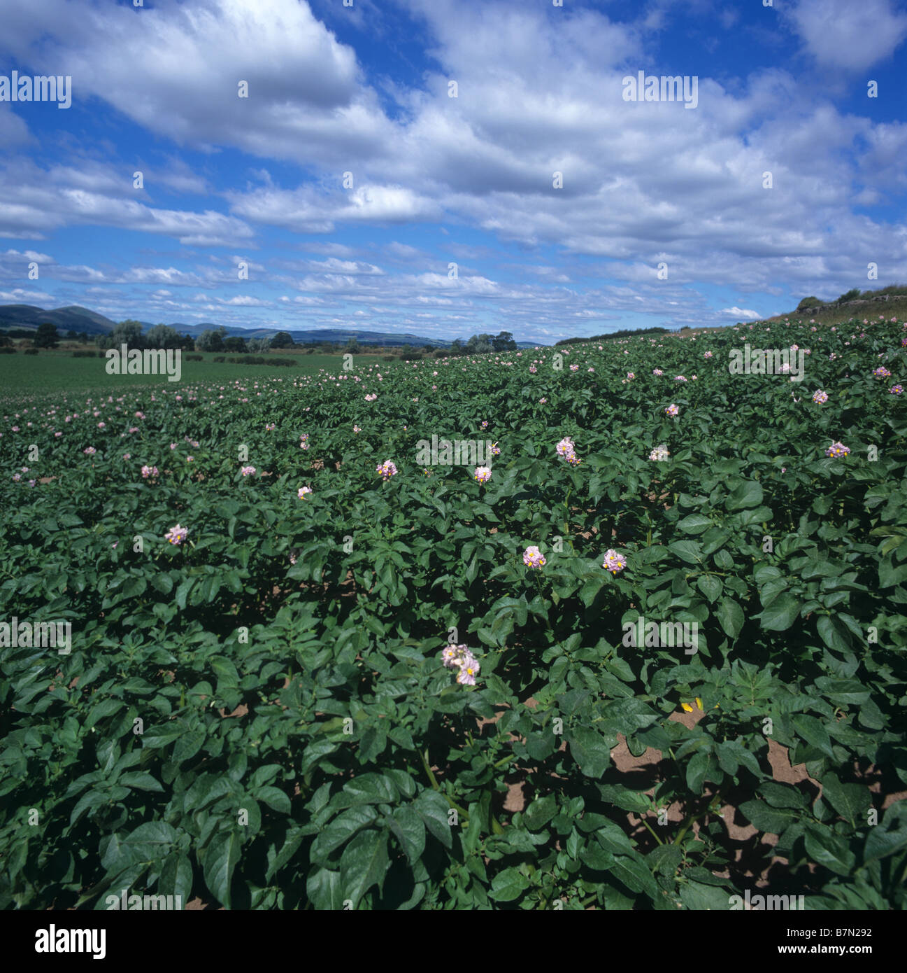 La maturazione del raccolto di patata varietà Charlotte con alcuni fiori Scottish Borders Foto Stock
