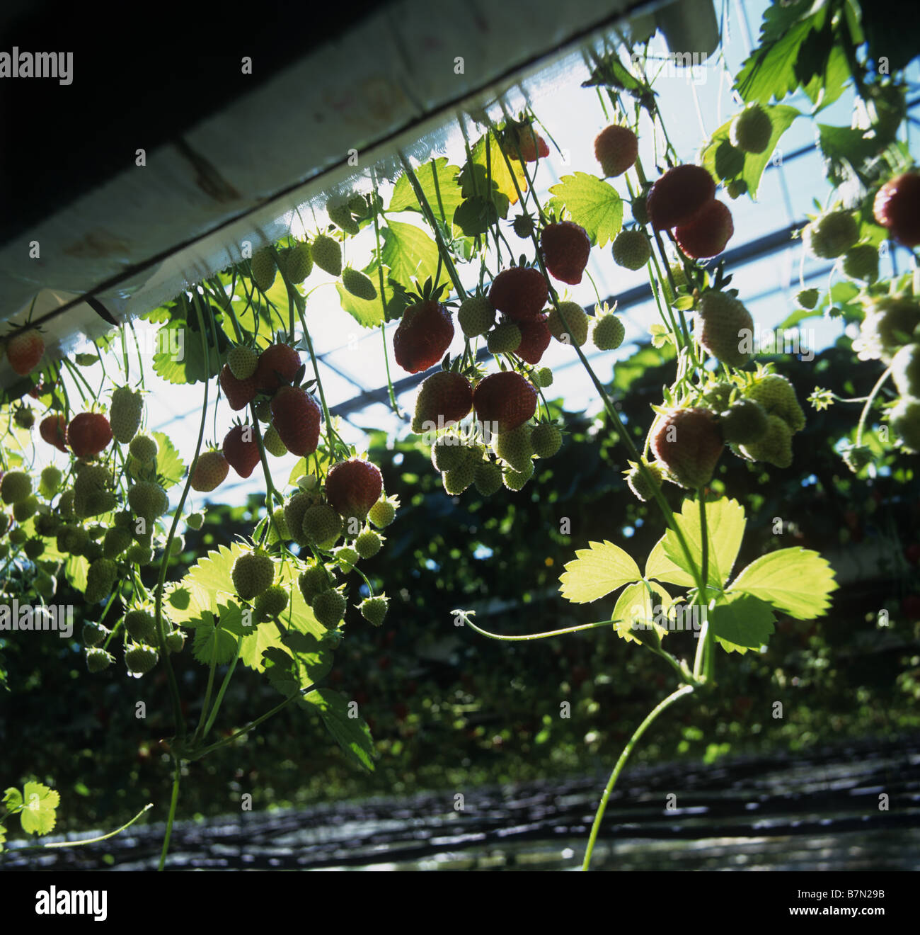 Guardando verso l'alto fragole mature coltivate sotto vetro in sospeso NFT vassoi Foto Stock