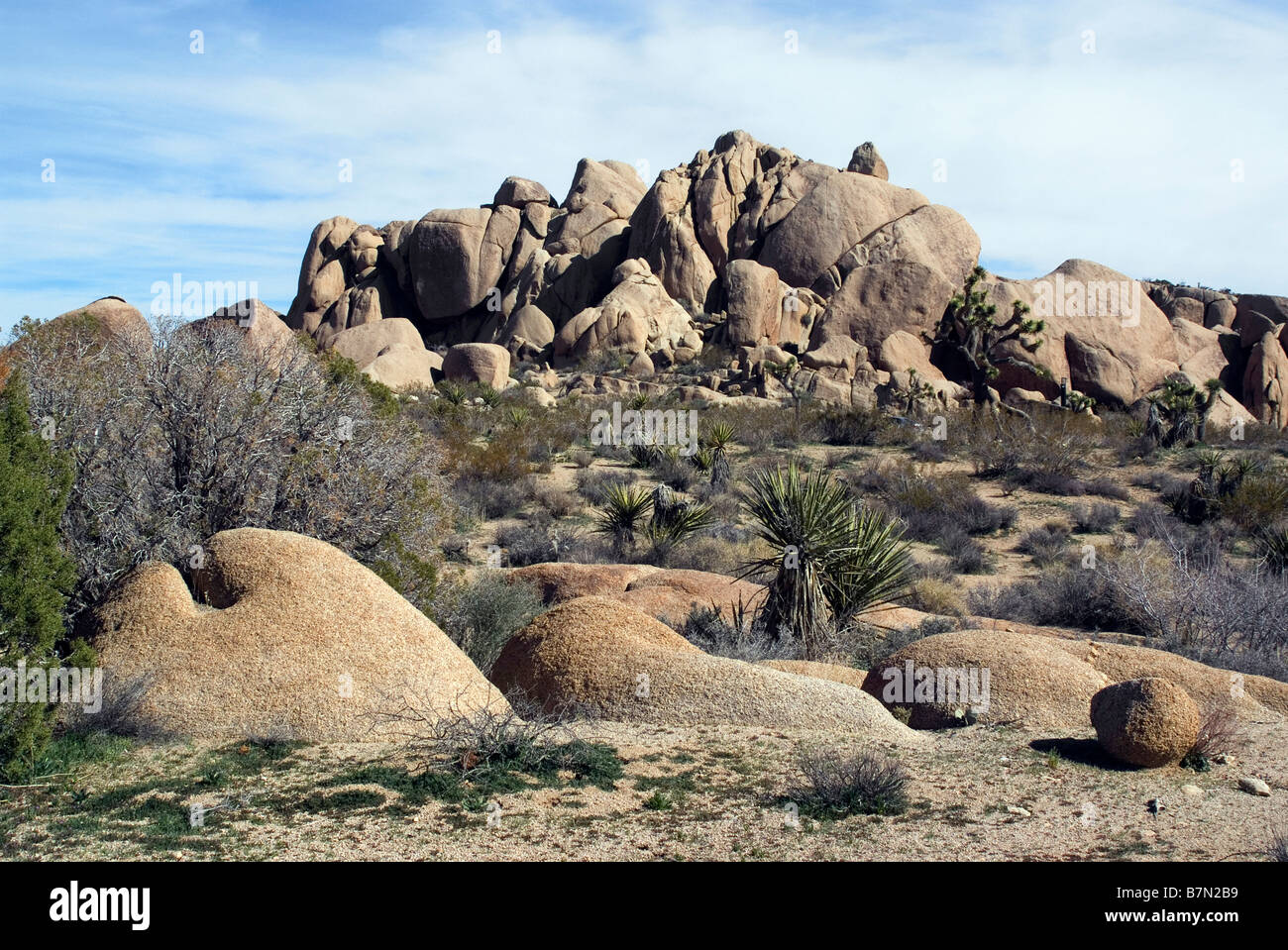 Rocce e alberi di Joshua Joshua Tree National Park California USA Foto Stock