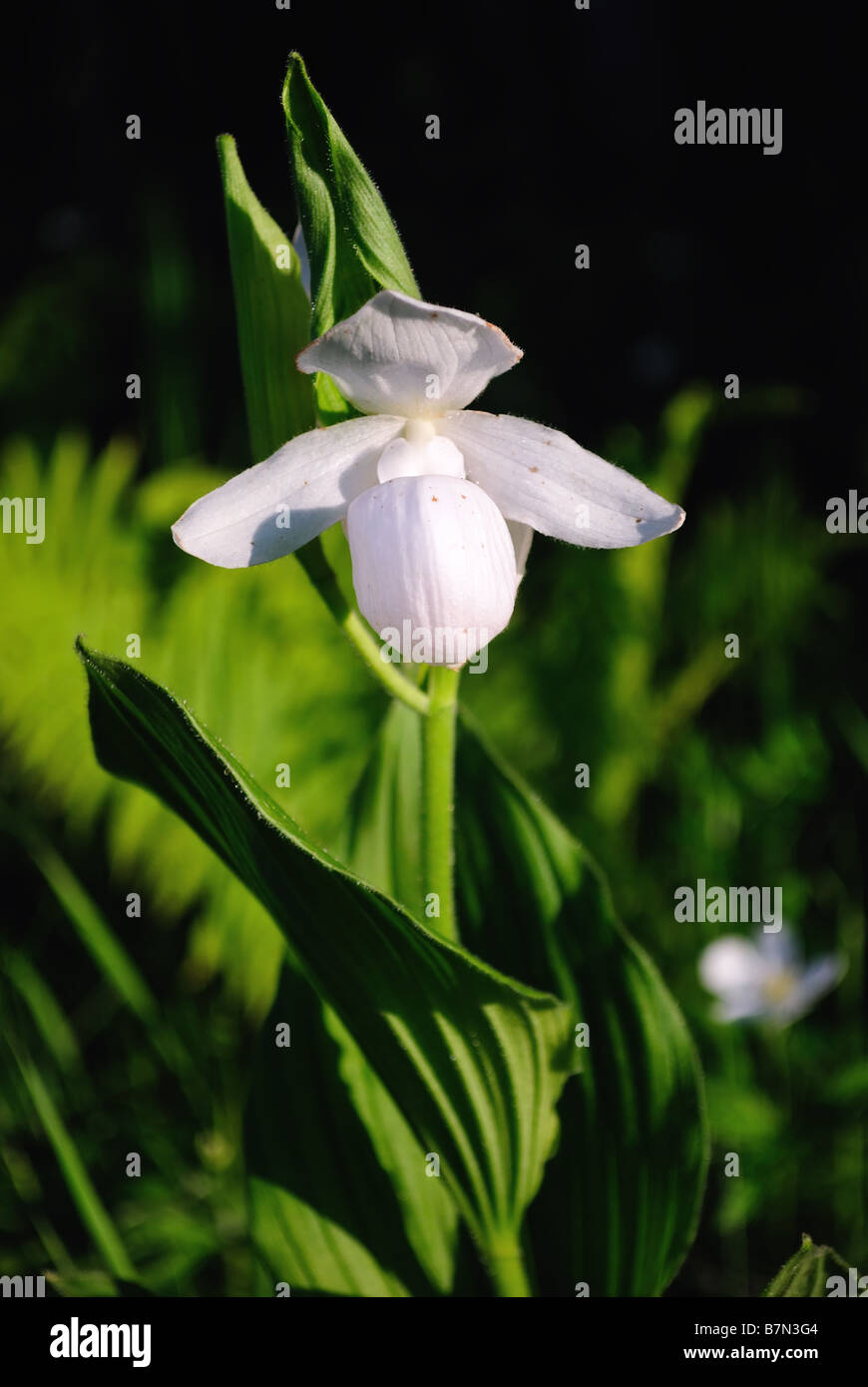 Bianco insolito vistose pianella della Madonna Cypripedium reginae Foto Stock