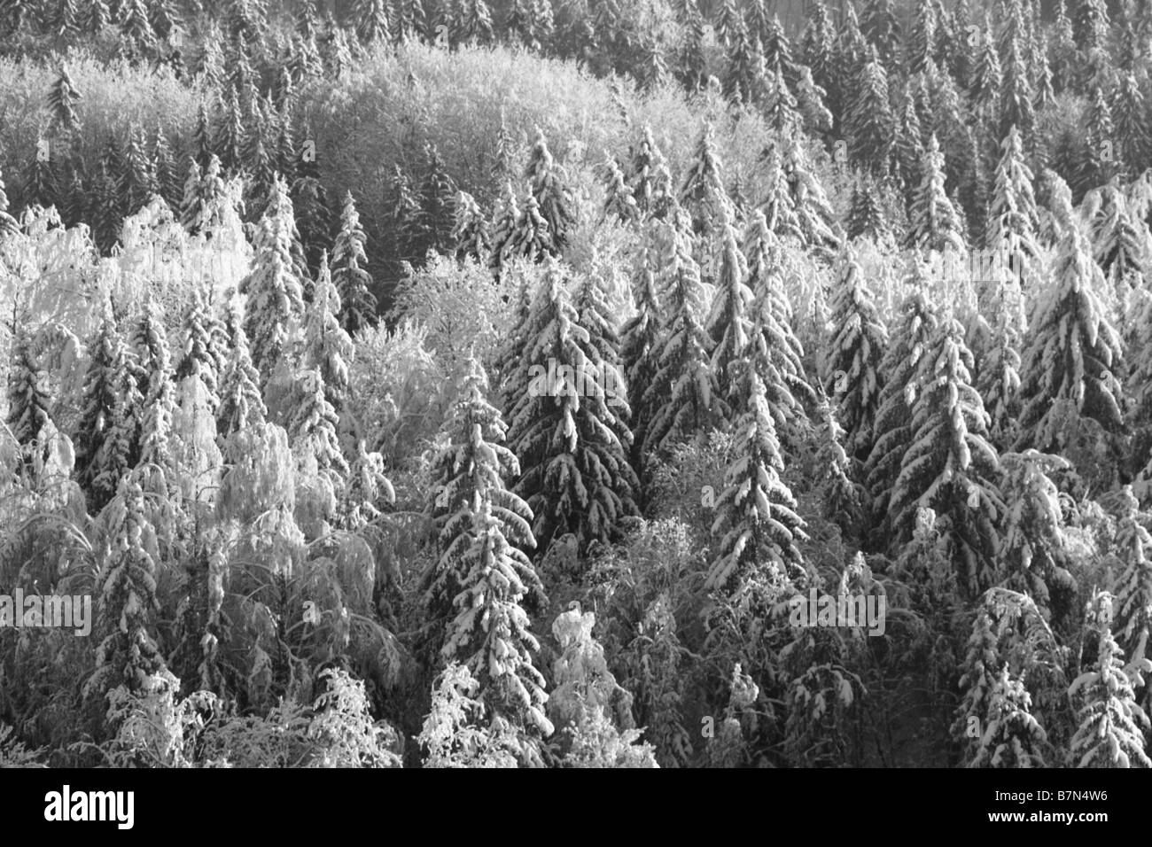 Veduta aerea di un bosco innevato in Haanja, Estonia. Foto Stock