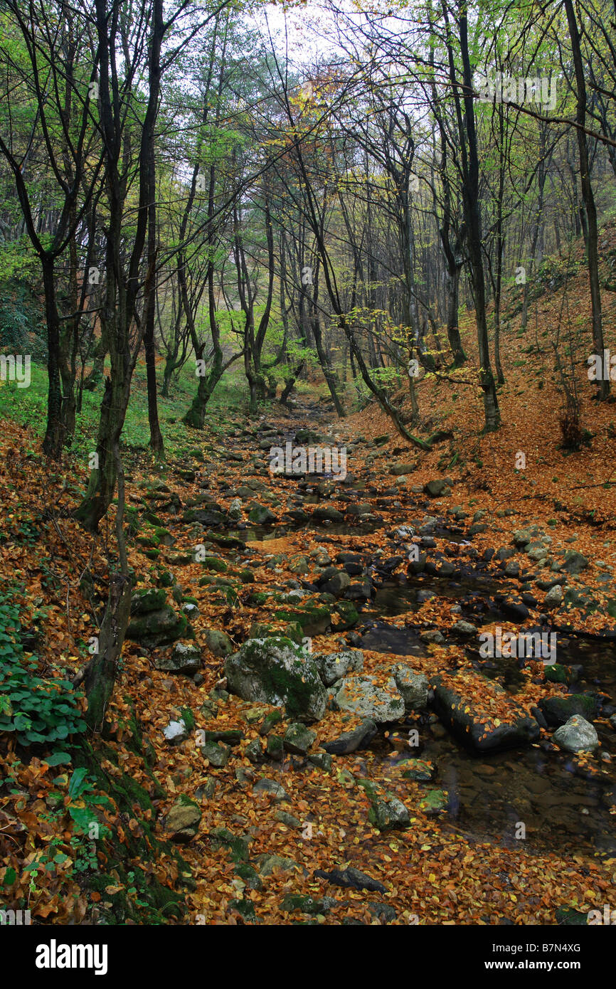 Foggy gorge - Ritratto Foto Stock