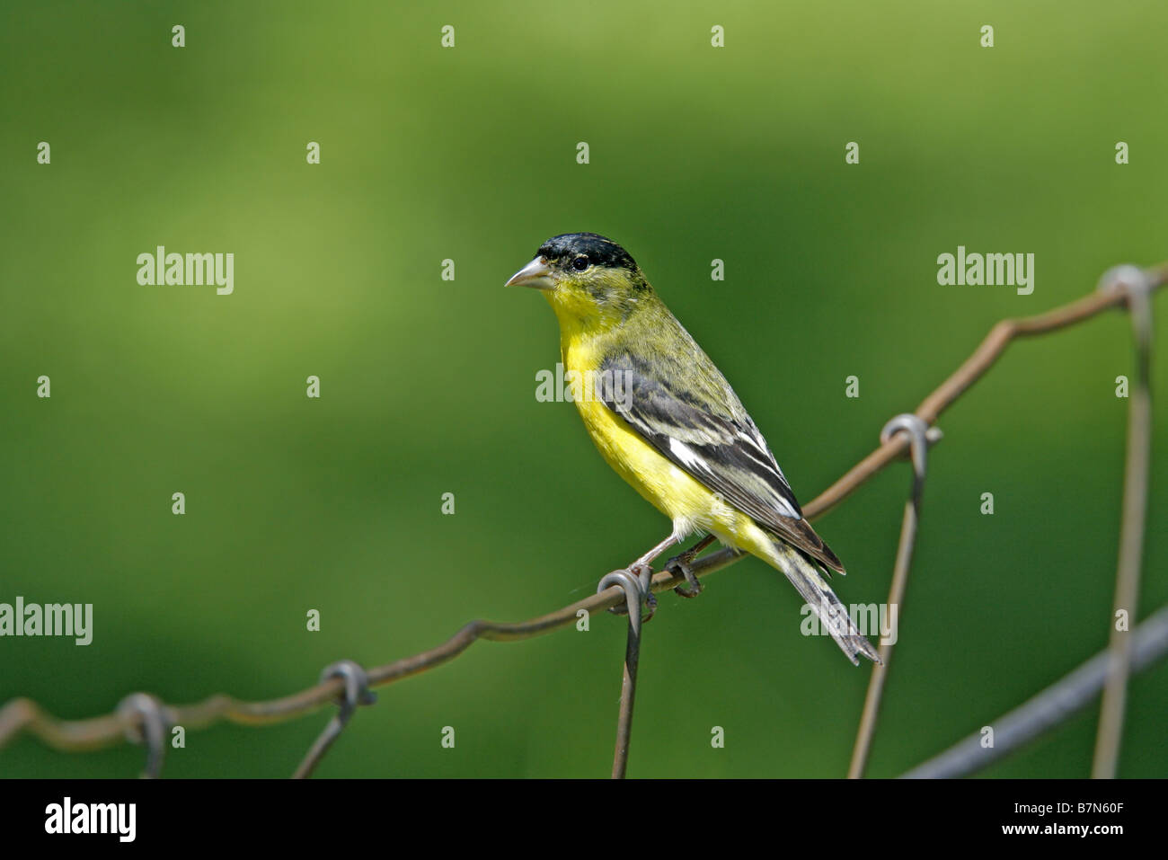 Minor Cardellino Carduelis psaltria Paradise Cochise County Arizona Stati Uniti 19 agosto maschio adulto Fringillidae Foto Stock