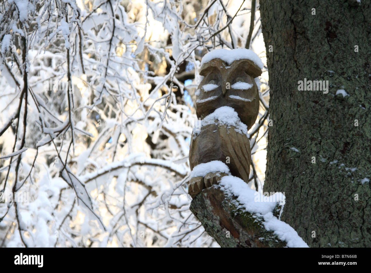 Il gufo di legno su un albero in inverno in Haanja, Estonia. Foto Stock