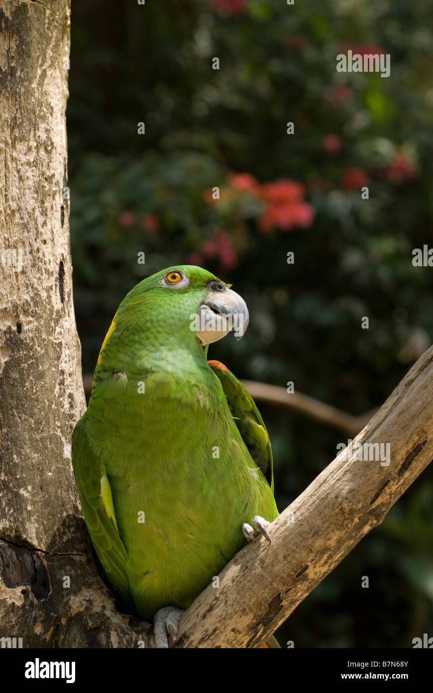Honduras, Copan, Macaw Mountain Bird Park. Yellow-Naped Amazon Parrot, Amazona achrocephala. Foto Stock