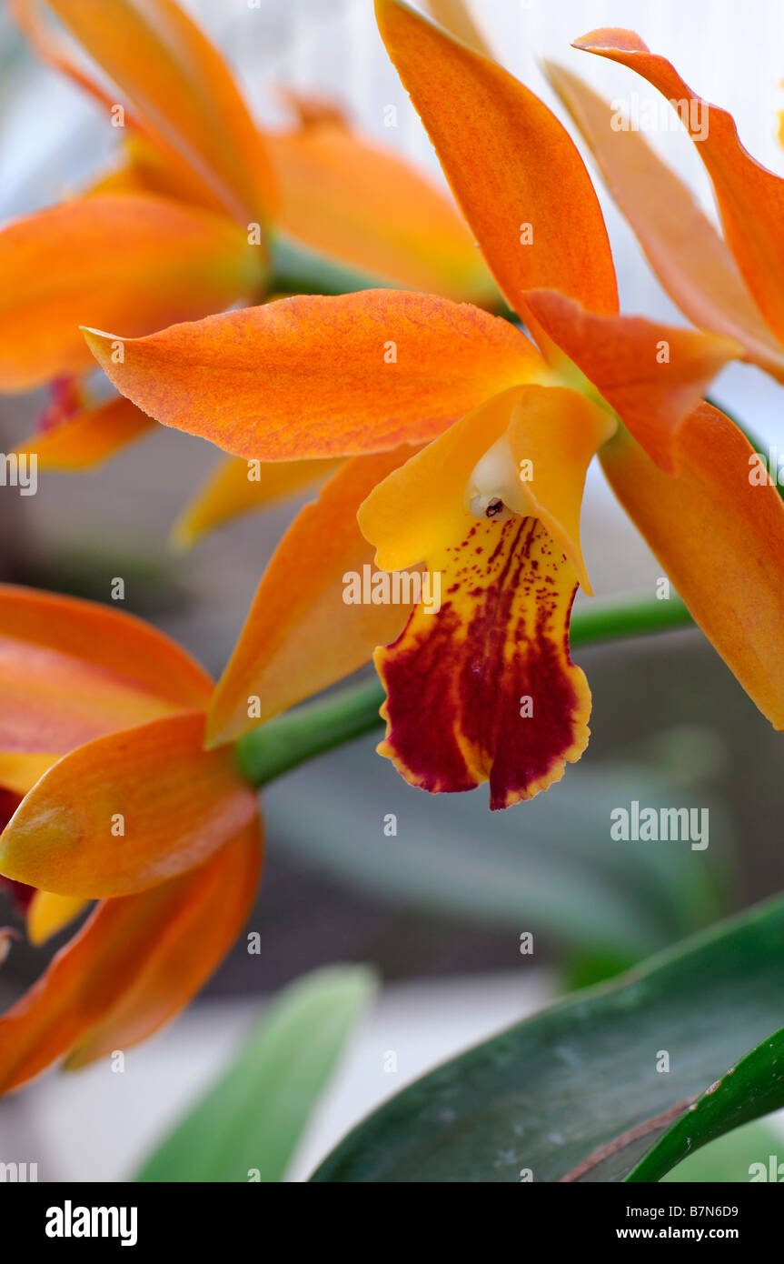 Cattleya hybrid orchid fiori arancione aprire bloom blossom esotiche insolite Foto Stock