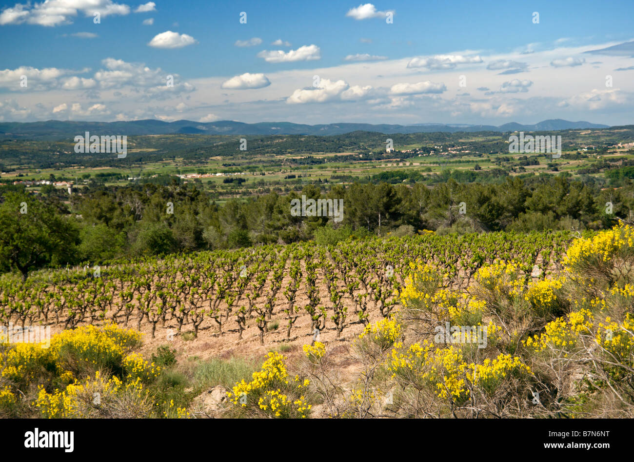 Scopa spagnola e vigneti nel Languedoc, Francia Foto Stock
