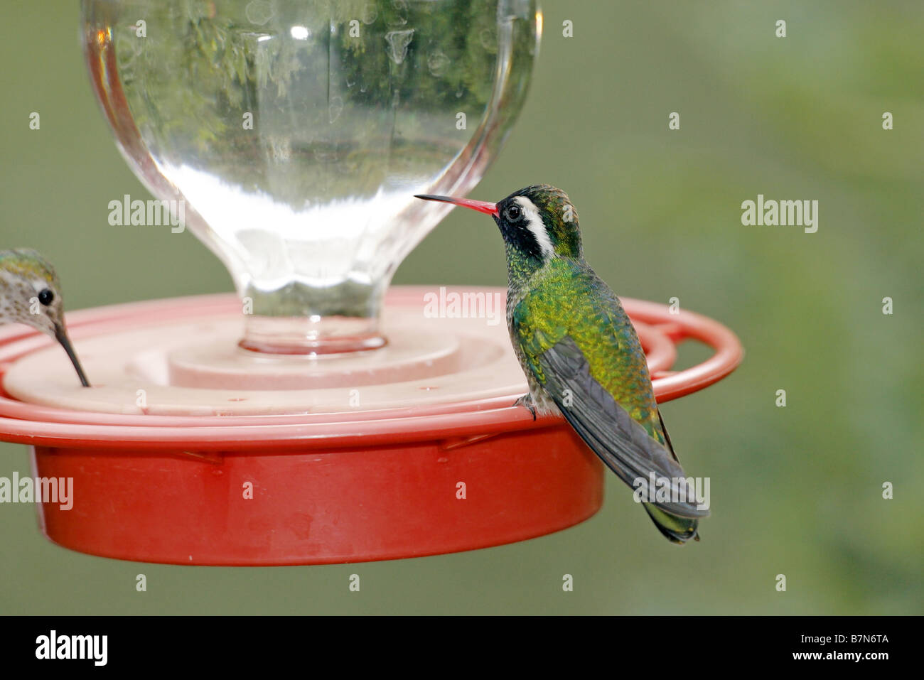 Bianco-eared Hummingbird Foto Stock