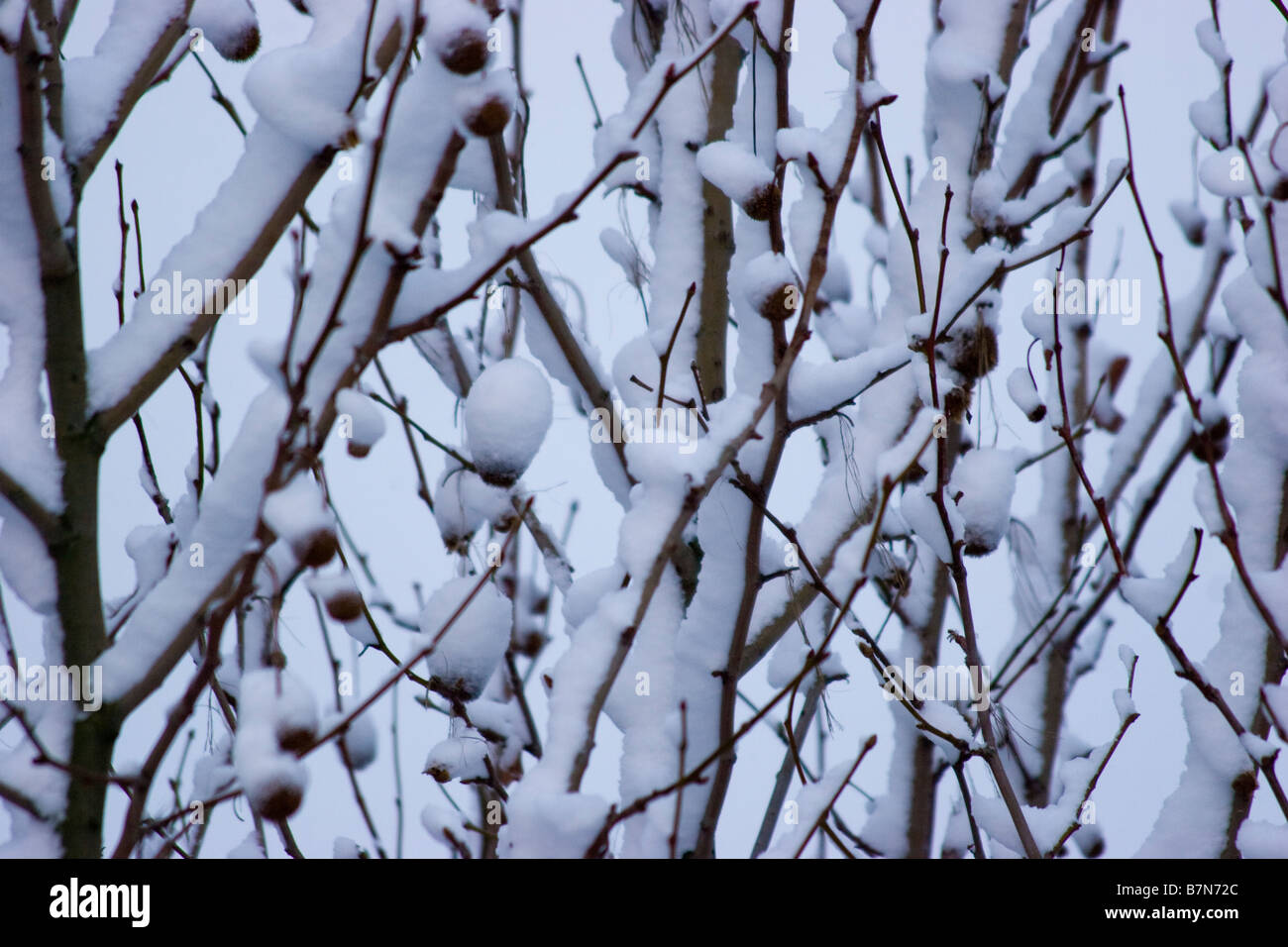 La neve cade in London Regno Unito Tree Foto Stock